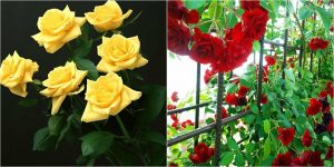 Tipos de poda según la variedad del rosal