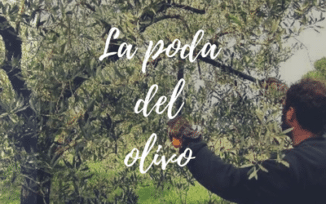 como podar olivo