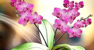 la orquidea desarrollara flores aun más fuertes y colores intensos