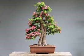 Como podar un bonsai