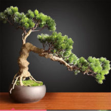 como podar un bonsai
